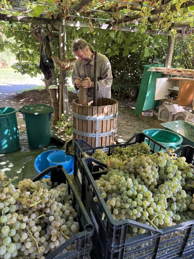Weinernte traditionell, @tierisch-in-fahrt.de