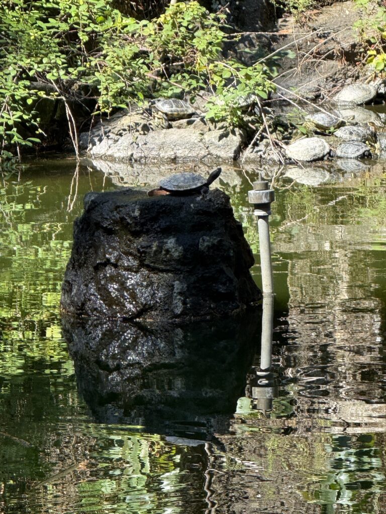 Schildkrötenteich, @tierisch-in-fahrt.de