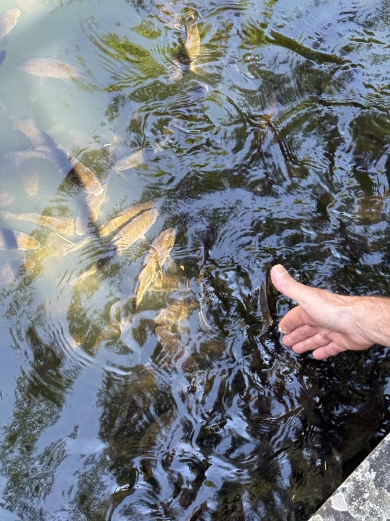 Zahme Fische, @tierisch-in-fahrt.de