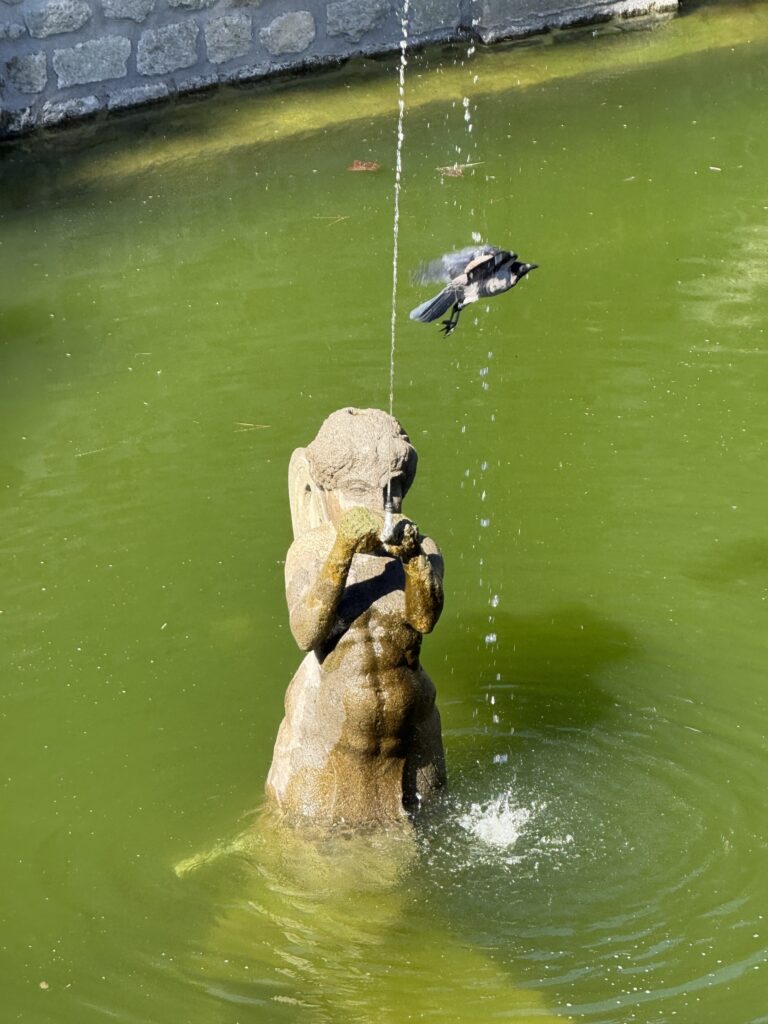 Brunnen mit Vogel @tierisch-in-fahrt